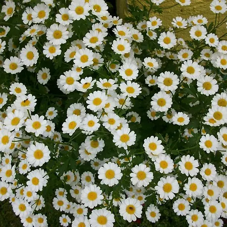 Muster-stueberl *